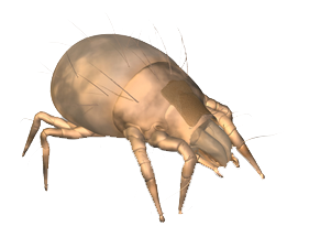 Dedetização de ácaro em São Paulo