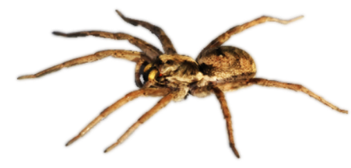 Dedetização de aranhas em São Paulo