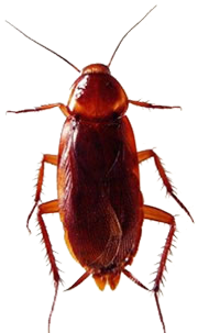 Dedetização de baratas em São Paulo