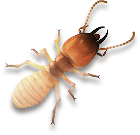 Dedetizadora de cupins em São Paulo