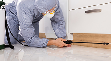 Dedetizadora de Insetos em São Paulo