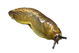 Dedetizadora de lesmas em São Paulo