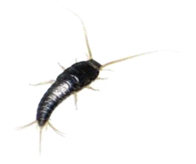 Dedetização de traças em São Paulo